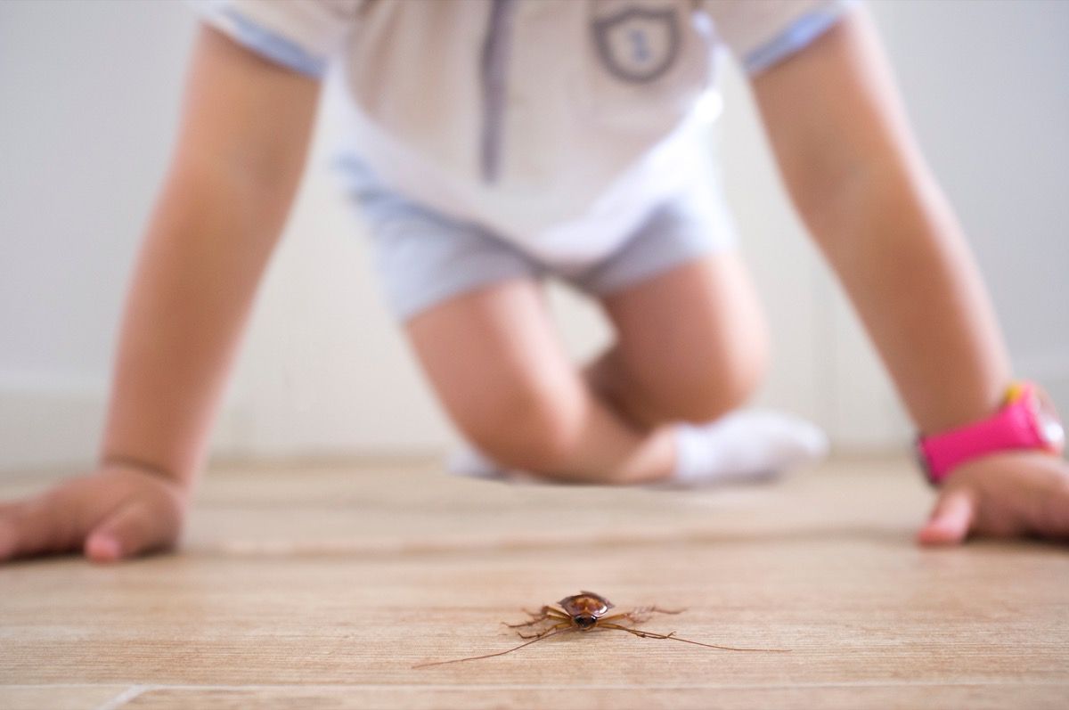 Things To Do When Pests Infest Your Home