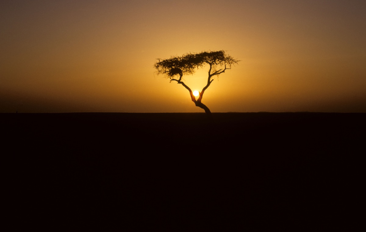 Ténéré Tree at sunset