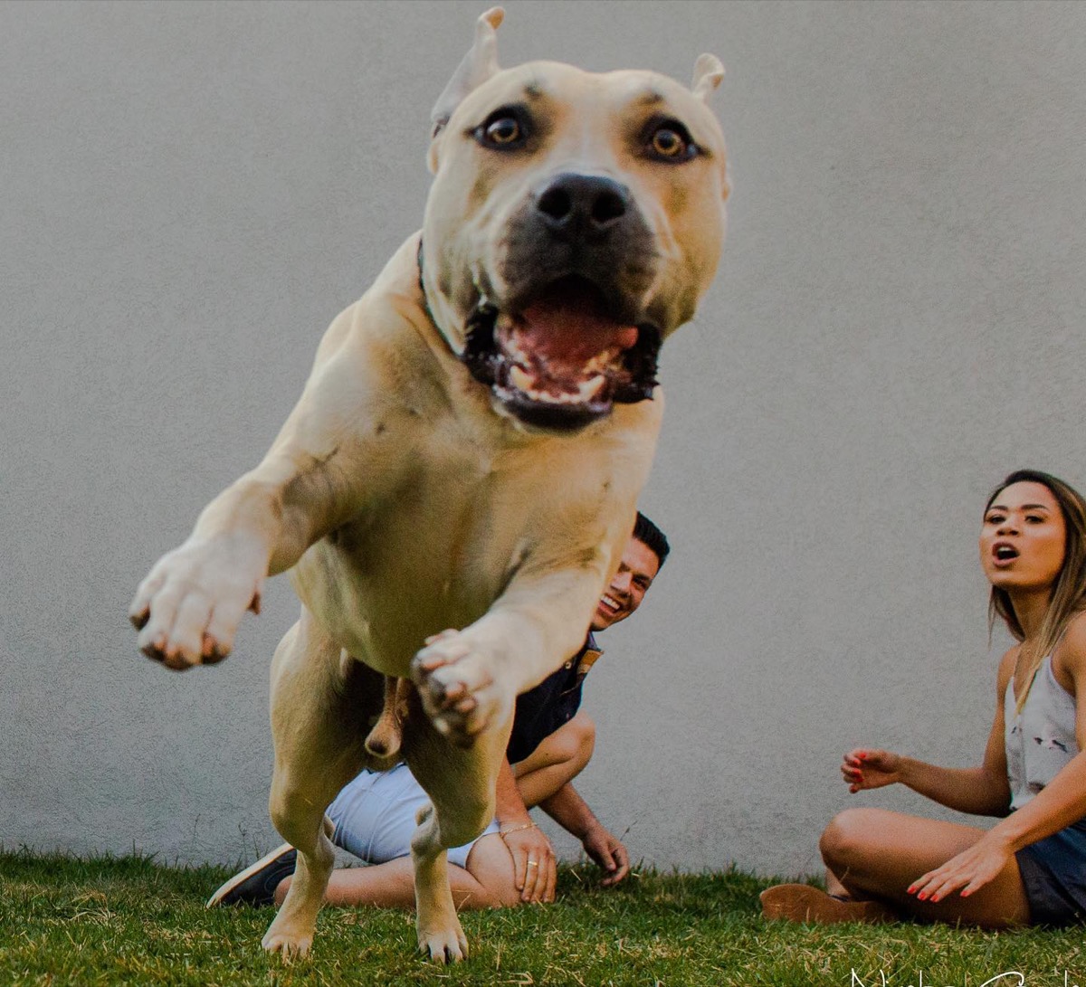 Dog photobombs parents' engagement shoot