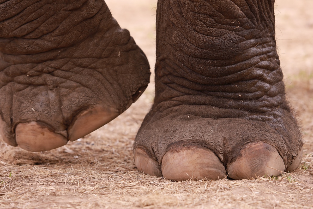 asian elephant toes