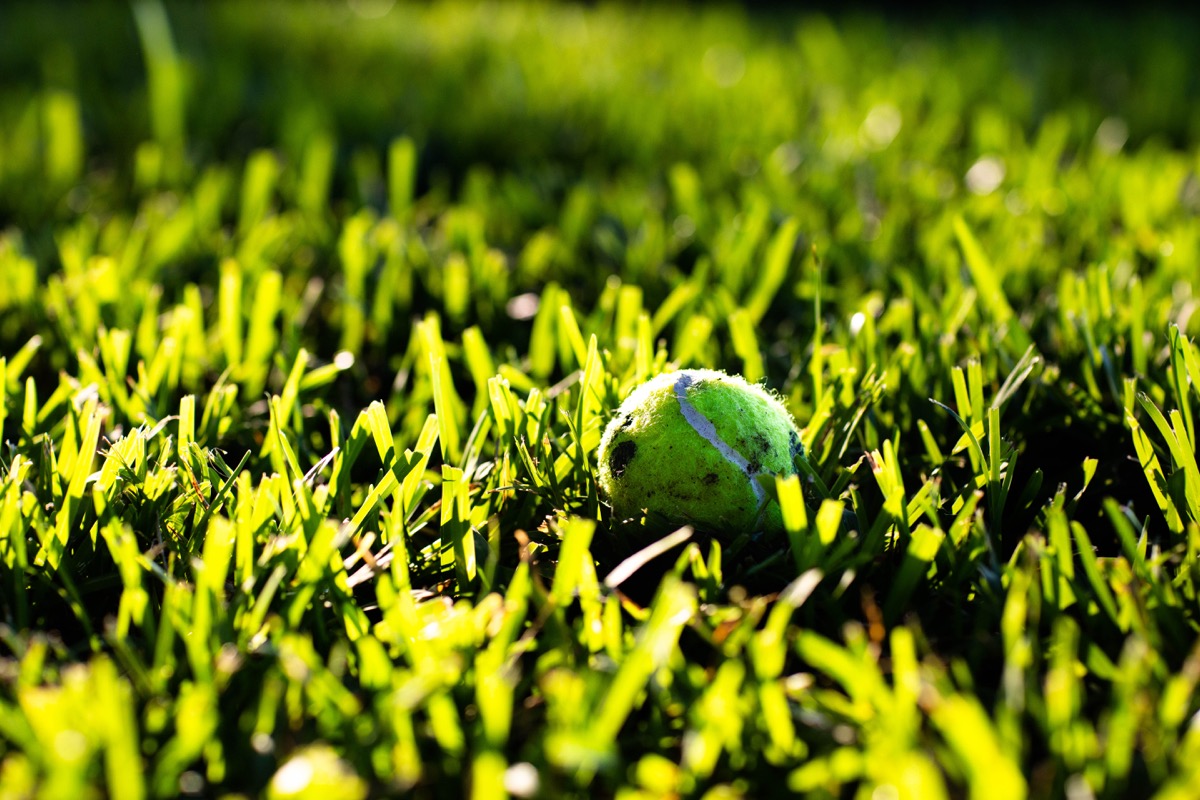 Dog's tennis ball sitting in the yard