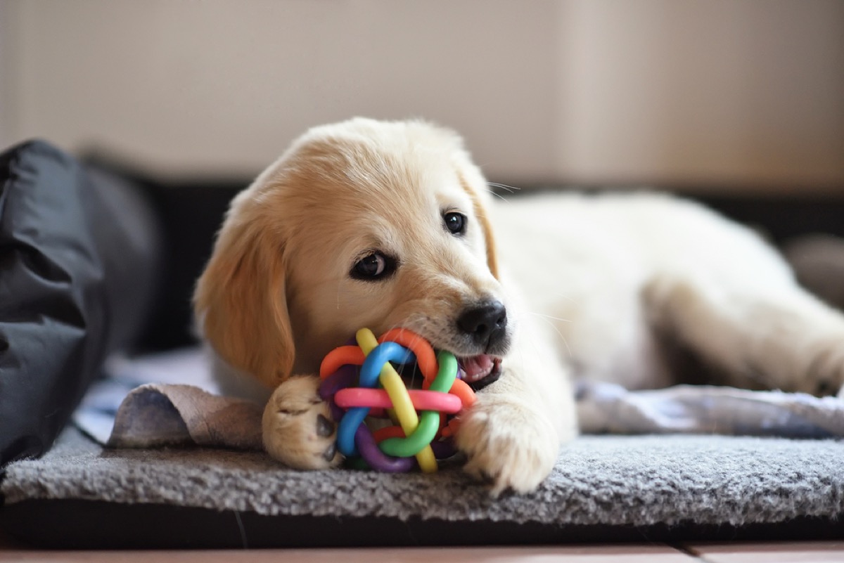 golden retriever puppy chewing ball, best chew toys for puppies
