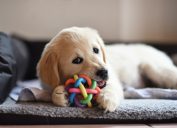 golden retriever puppy chewing ball, best chew toys for puppies