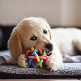 golden retriever puppy chewing ball, best chew toys for puppies