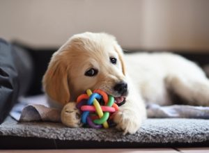 golden retriever puppy chewing ball, best chew toys for puppies