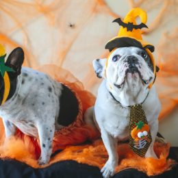 two dogs in halloween costumes, dog halloween costumes