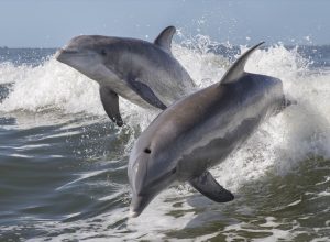 dolphins jumping out of water, dangerous animals