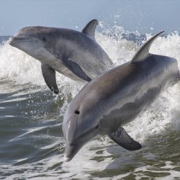 dolphins jumping out of water, dangerous animals