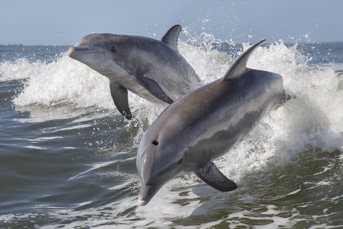 are-dolphins-dangerous-17-facts-that-prove-they-are-best-life