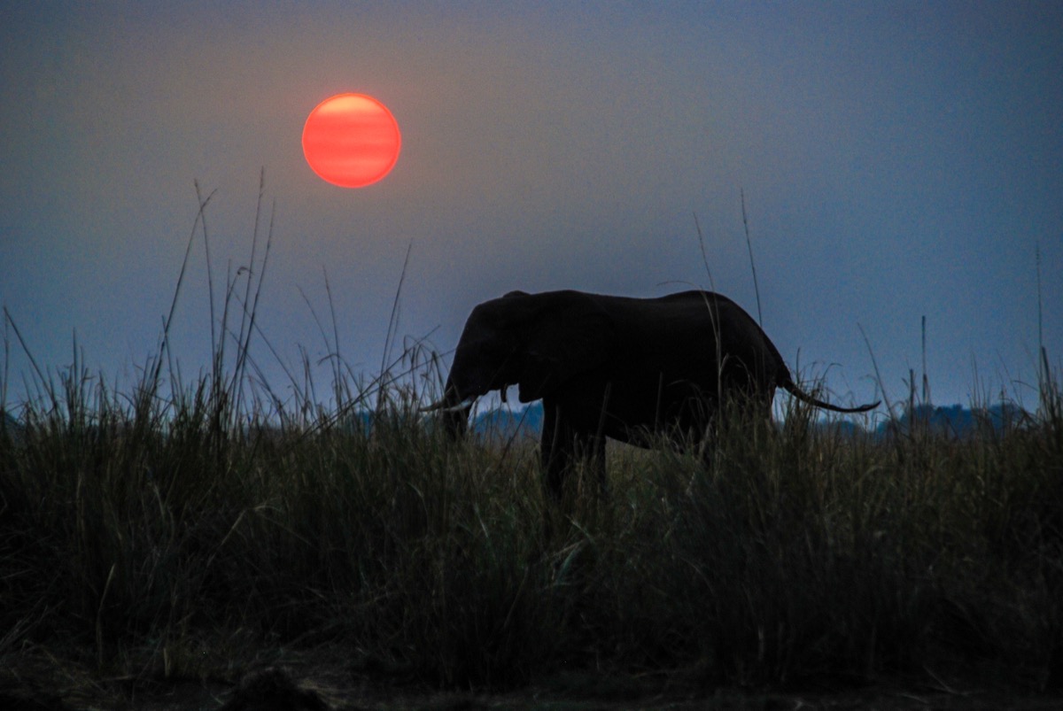 elephant at dawn