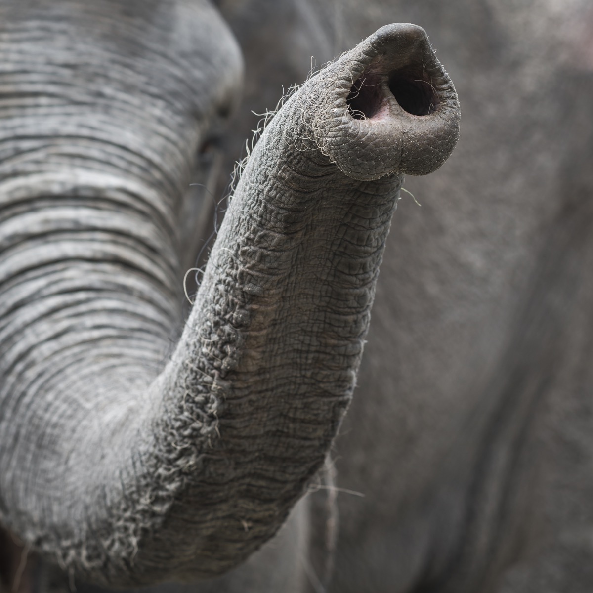 elephant trunk up close
