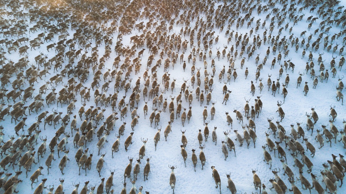 aerial view or over 3000 reindeer running in a tundra. big herd of reindeer scattered running all in a same direction taking a slight turn to the right.