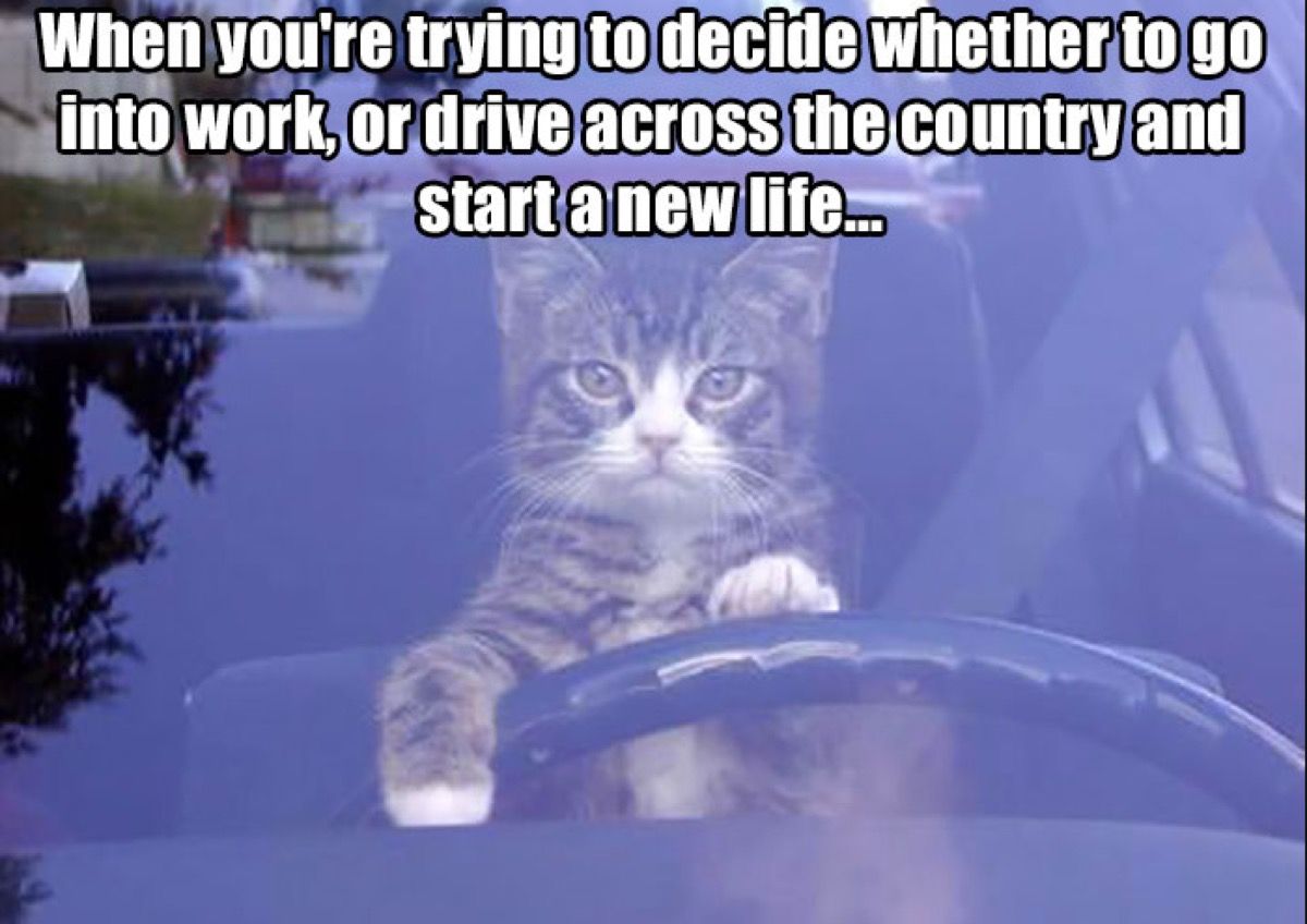 cat in car funny work meme 