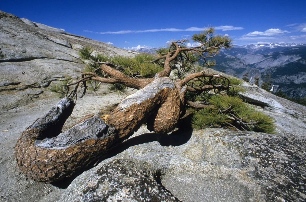 jeffrey pine sentinel dome yosemite national park historical sites that no longer exist