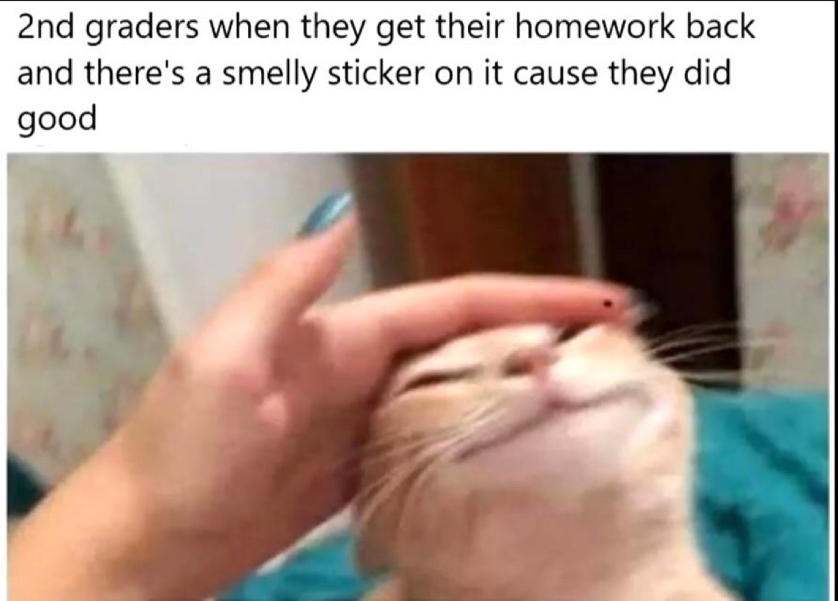 Photo of cat being pet on the head with the caption "2nd graders when they get their homework back and there's a smelly sticker on it cause they did good."