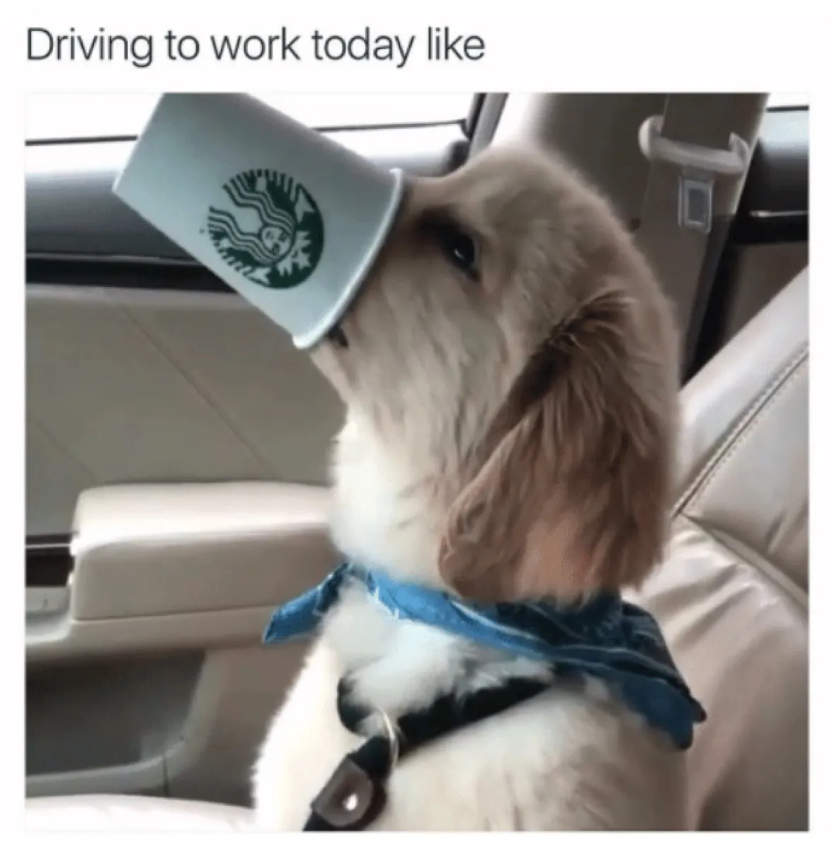 dog on the way to work starbucks cup funny work memes