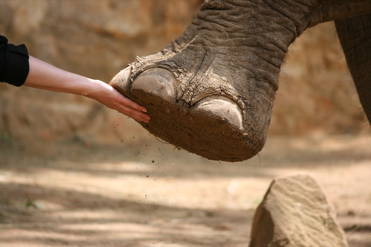 person holding elephant foot