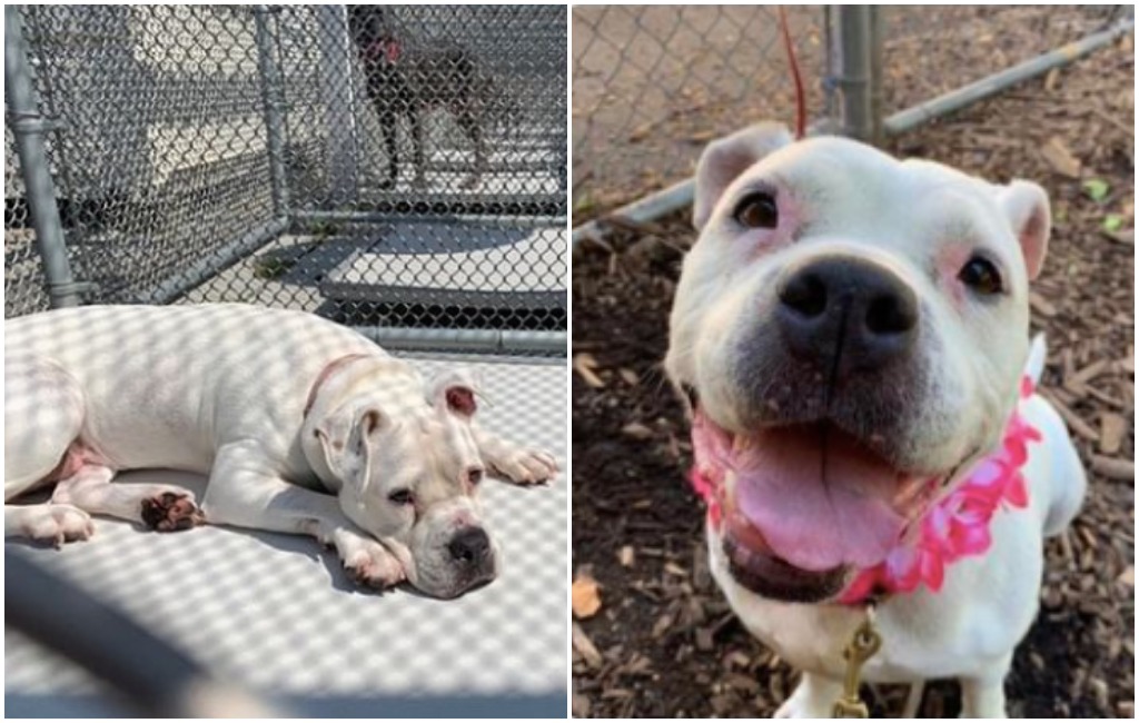 senior dog Laio gets forever home