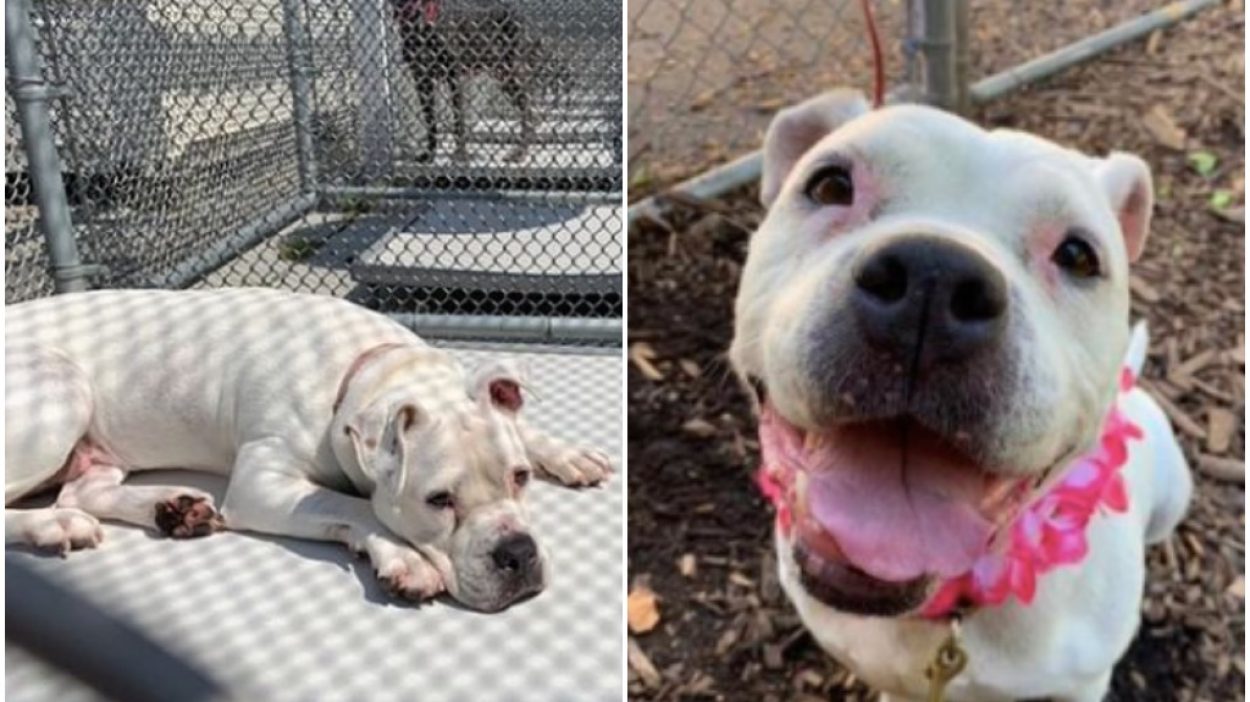 Meet the Senior Dog Who Finally Found a Forever Home After 450 Days in ...