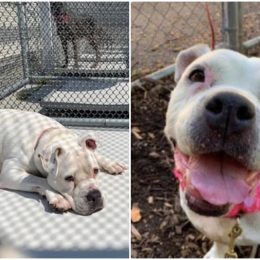 senior dog Laio gets forever home