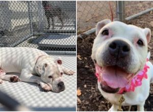 senior dog Laio gets forever home