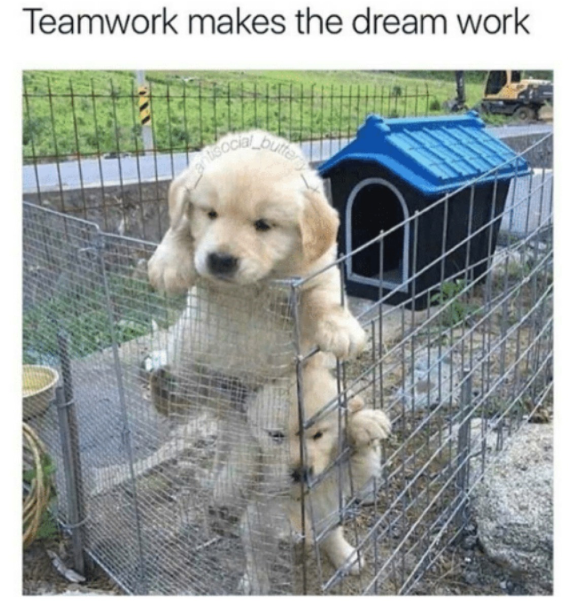 cute dogs teamwork meme