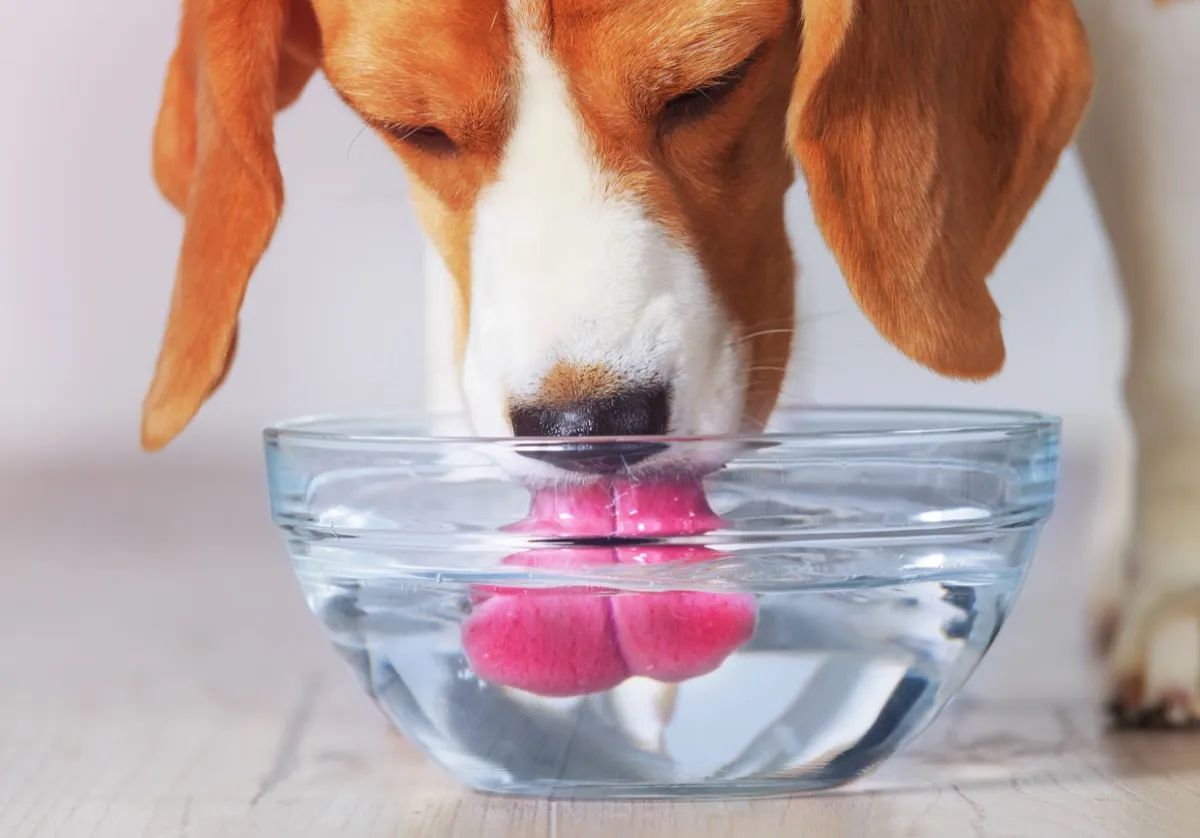water bowl for dog in home things in your house attracting pests