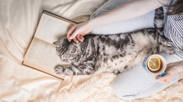 woman reading a book and petting a silver tabby cat while drinking tea