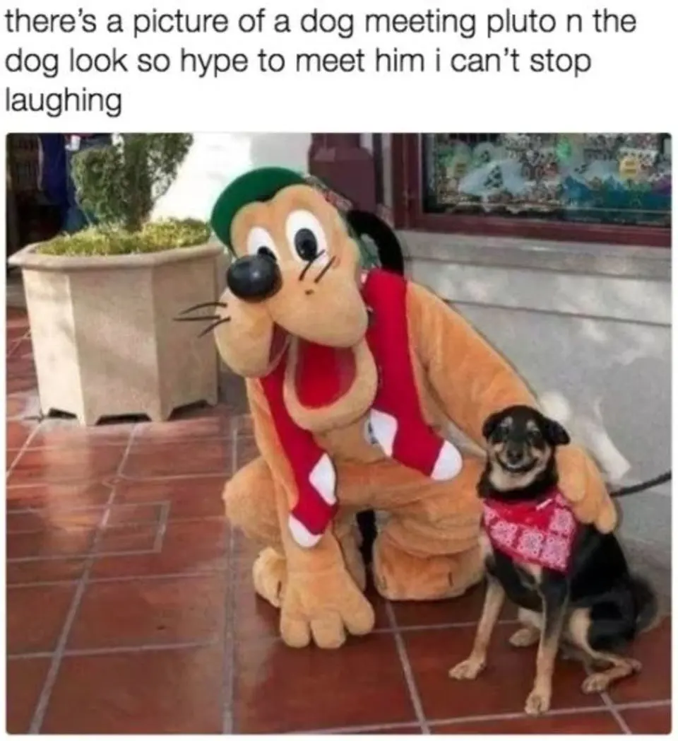 Dog meeting Pluto