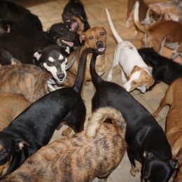 bahamas dpgs hurricane dorian