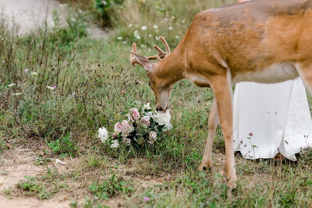 deer photobombs wedding