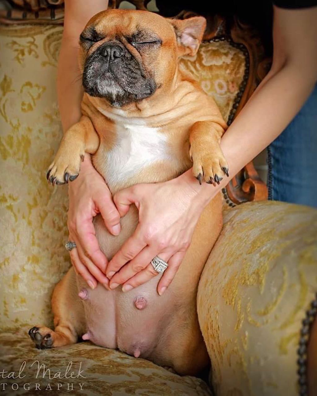 french bulldog maternity photo shoot