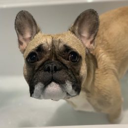 French Bulldog in Bath