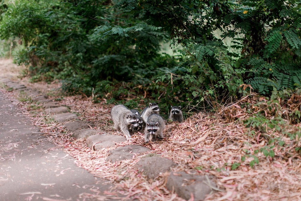 wedding photobomb raccoon