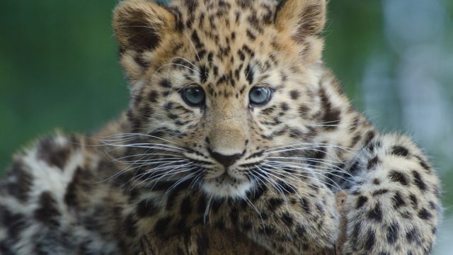 These endangered leopards are disappearing from Cambodia
