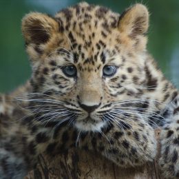 amur leopard