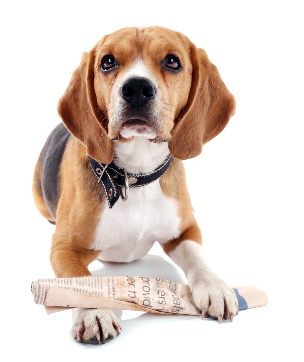 beagle with newspaper