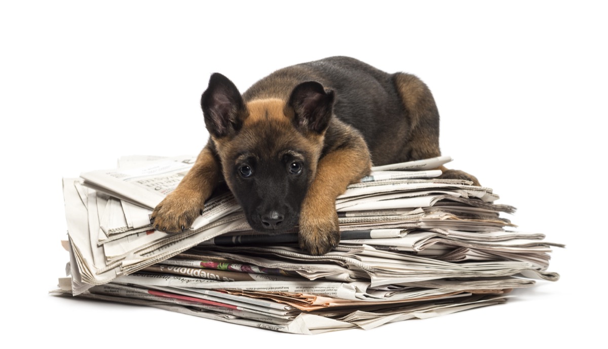 belgian shepherd on a pile of magazines