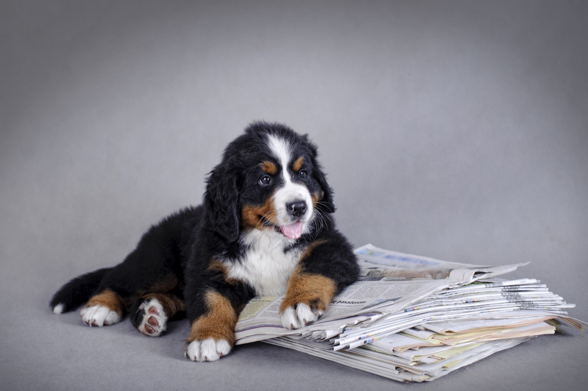 bernese mountain dog with newspaper pile