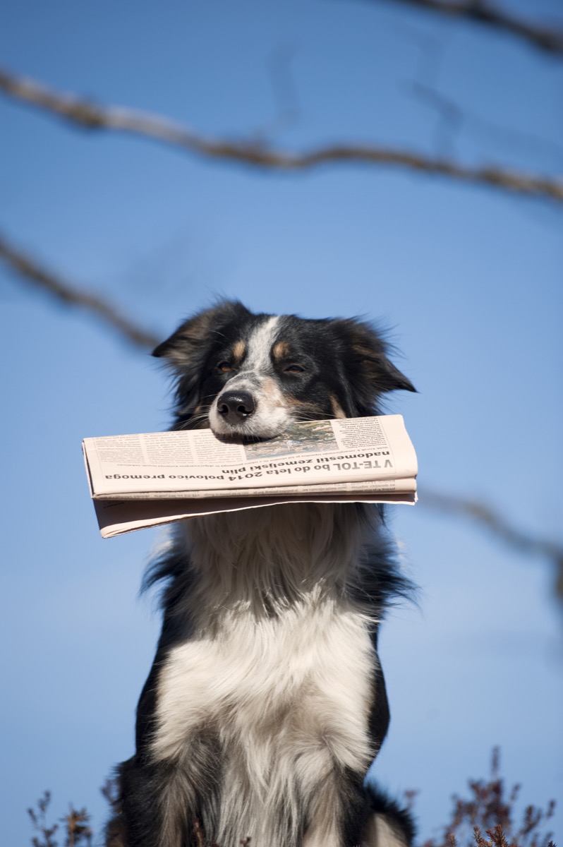 border collie carrying newspaper