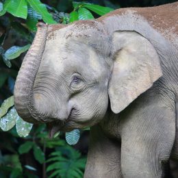 borneo pygmy elephant