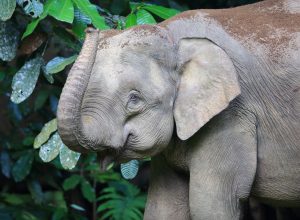 borneo pygmy elephant