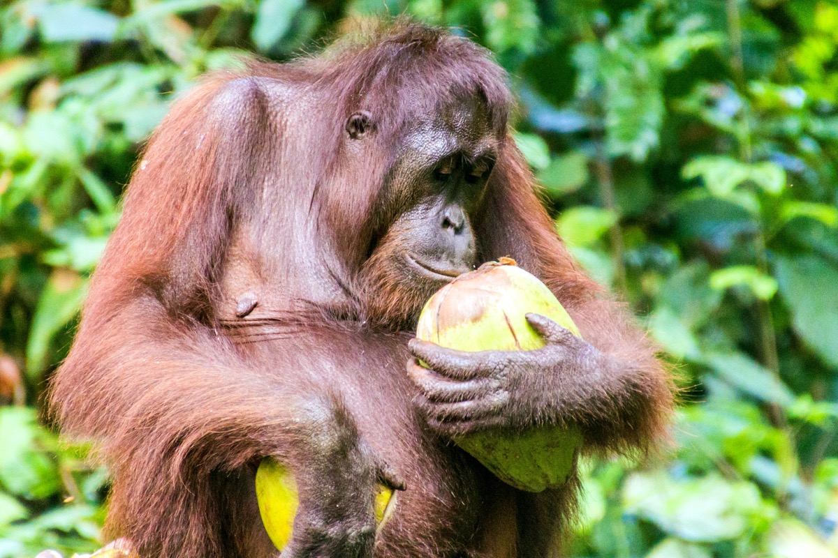 borneon orangutan