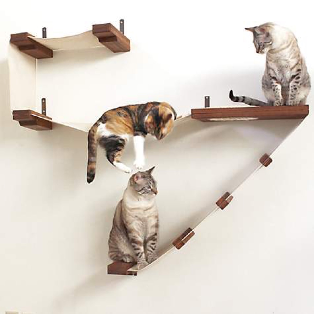 three cats on wooden wall shelves with hammocks, cat playground