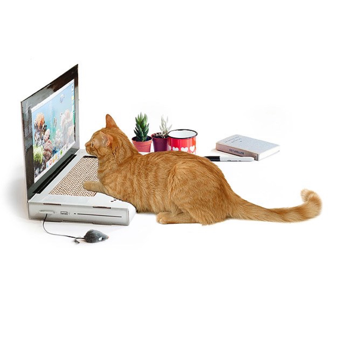 orange cat sitting at cardboard laptop, cat playground