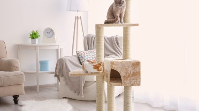 one orange and one gray cat playing on a cat tower in a modern apartment, cat playground