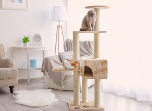 one orange and one gray cat playing on a cat tower in a modern apartment, cat playground