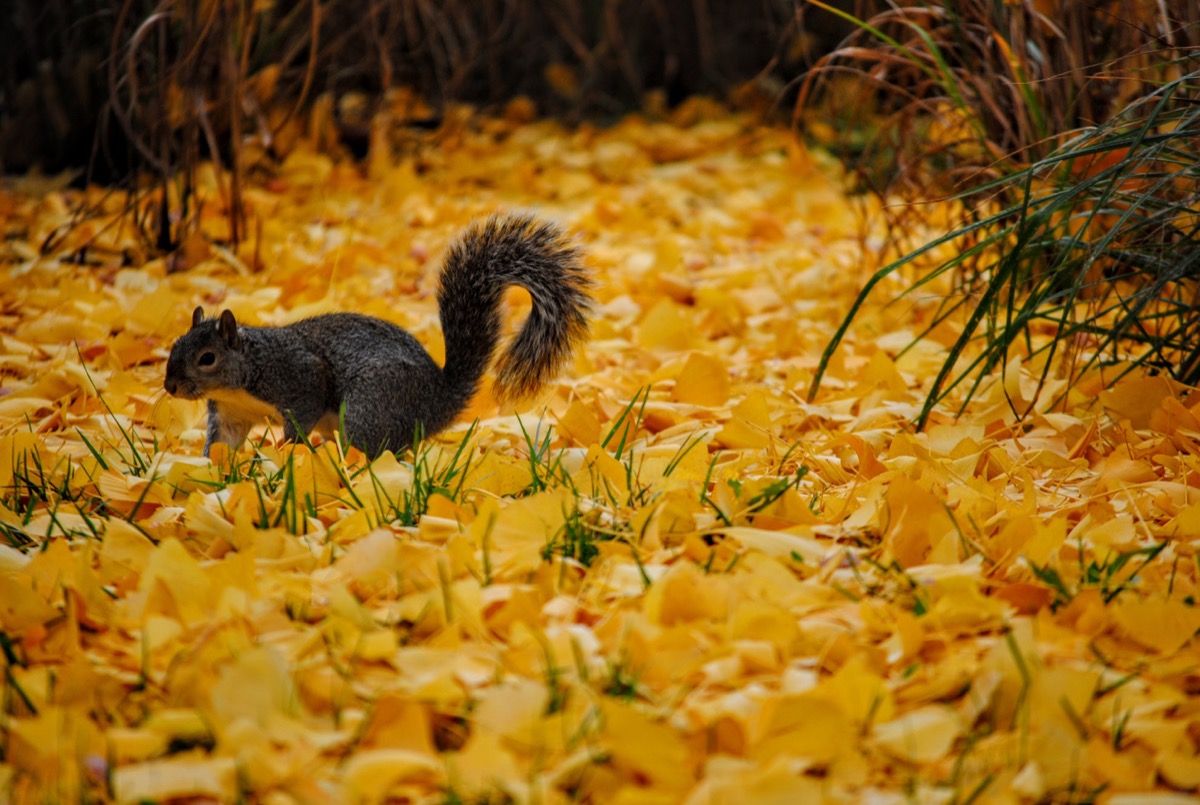 squirrel in fall