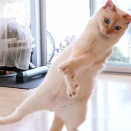 Chaco dancing cat