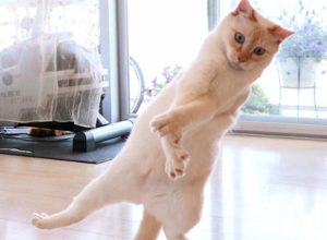 Chaco dancing cat